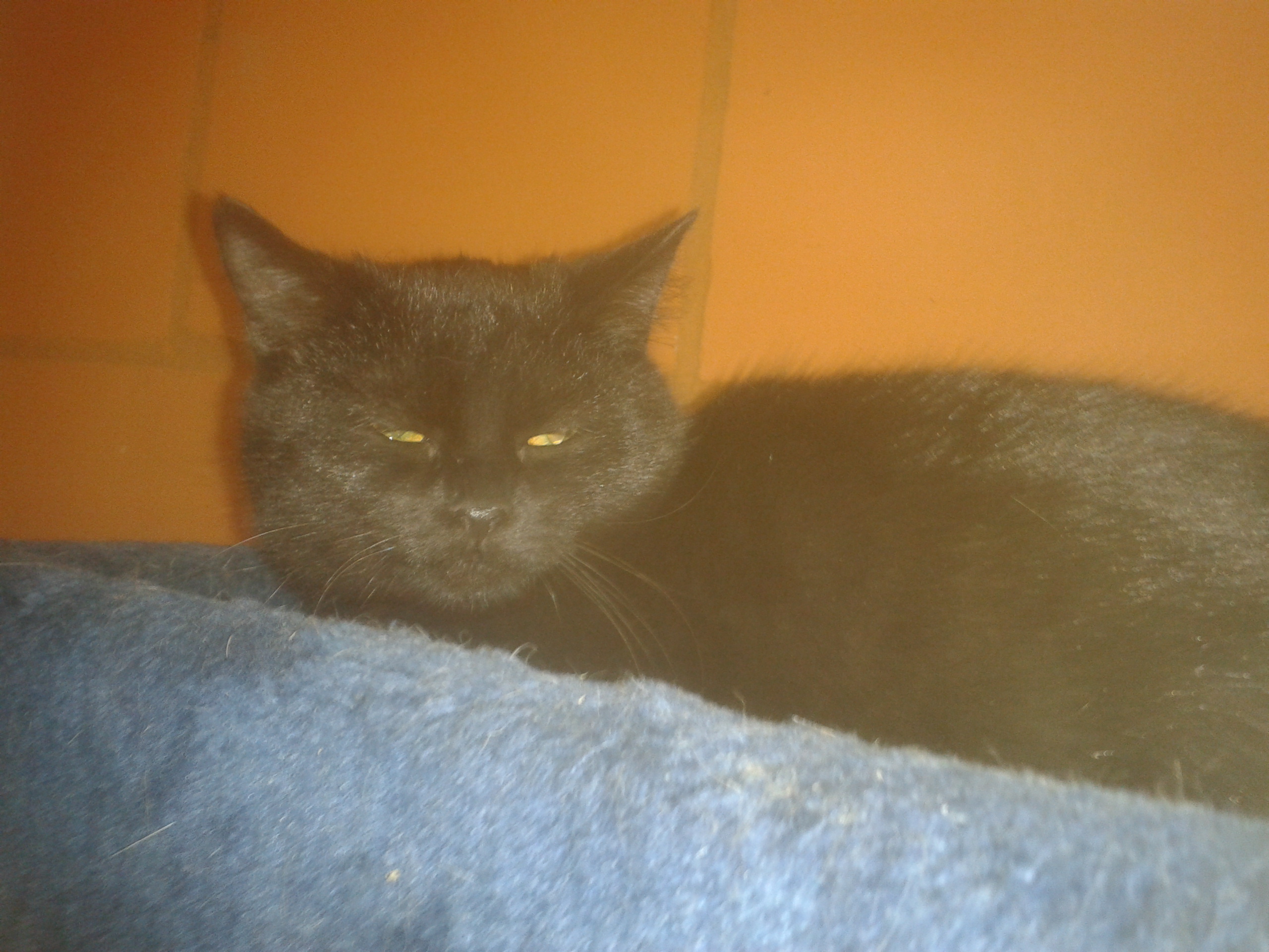 Tigo (Figo)
